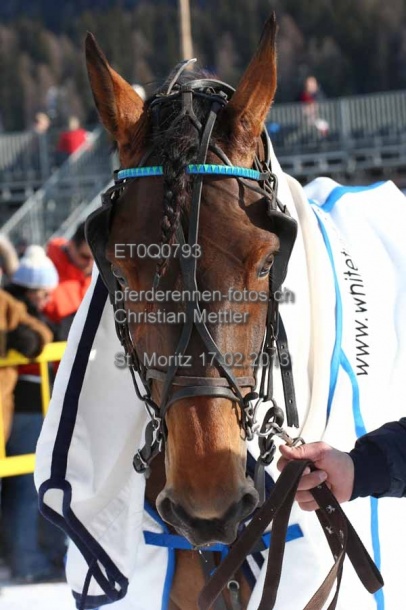 ET0Q0793 prot